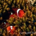 anemonefish_spinecheek_mid_h_0705_png1350.jpg